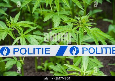 belgische politie/Polizeiband vor Cannabis-/Hanfpflanzen (Cannabis sativa), die in einer illegalen Plantage in Belgien wachsen. Digital Composite Stockfoto