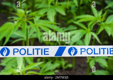 belgische politie/Polizeiband vor Cannabis-/Hanfpflanzen (Cannabis sativa), die in einer illegalen Plantage in Belgien wachsen. Digital Composite Stockfoto