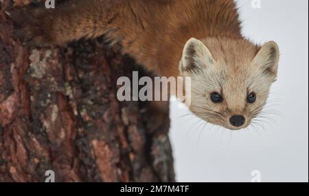 Eine Nahaufnahme eines süßen Neufundland-Kiefernmarder auf dem Baum Stockfoto