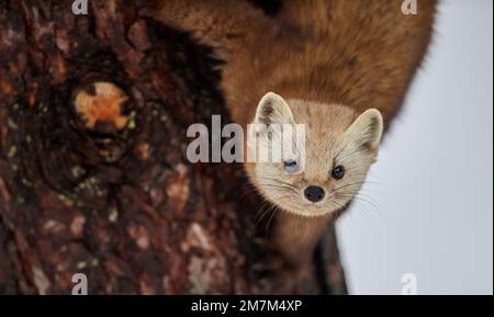 Eine Nahaufnahme eines süßen Neufundland-Kiefernmarder auf dem Baum Stockfoto