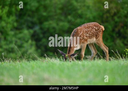 Hirschkraut auf Weide, das auf grünem Wiesengras grast Stockfoto