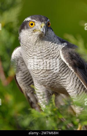 Goshawk (Accipiter gentilis) Captive Falconers Bird in Hedge, Fife, Schottland, März 2008 Stockfoto