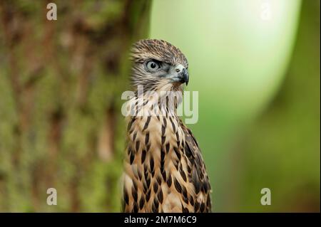 Goshawk (Accipiter gentilis) Gefangener Falkner Jungfische, hoch oben auf der Lärche, Fife, Schottland, Juli 2010 Stockfoto