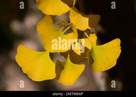 Ginkgo-Biloba-Baum hinterlässt Nahaufnahmen. Nahrungsergänzung. Pflanzliche Medizin. Homöopathie. Gelbe grüne Farben. Weich verschwommener Hintergrund Stockfoto