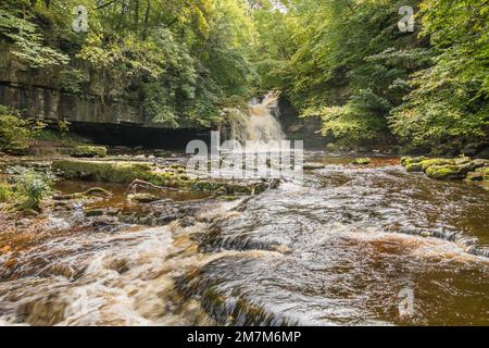 Walden Beck stürzt über diesen leicht zugänglichen malerischen Wasserfall vor dem Dorf West Burton, Wensleydale in den Yorkshire Dales Stockfoto