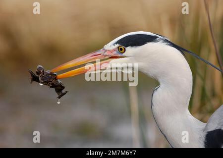 Grey Heron (Ardea cinerea) aus der Zeit vor dem Gemeinen Frosch, vordatiert auf dem Teich, Berwickshire, Schottland. März 2007 Stockfoto