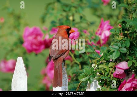 01530-16714 Nordkardinal (Cardinalis cardinalis), männlich auf Lattenzaun in der Nähe des Rosenbusches, Marion Co IL Stockfoto