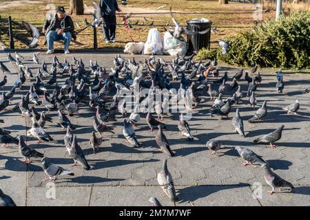 Tauben im Washington Square Park in New York am Sonntag, 1. Januar 2023. (© Richard B. Levine) Stockfoto