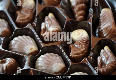 Schokoladenbonbons, Muscheln und andere Meeresbewohner Bestes Geschenk für Mädchen und Frauen. Wunderbares Dessert für jeden Anlass. Wunderschönes Design und toller Tast Stockfoto