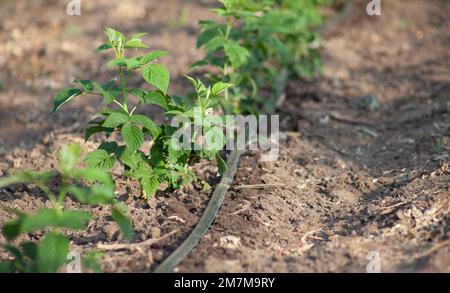 Junge Himbeerbüsche wachsen im Frühjahr unter Tropfbewässerung in Folge. Stockfoto