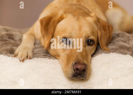 Labrador Retriever-Hund, der auf einer Decke liegt und in die Kamera schaut Stockfoto