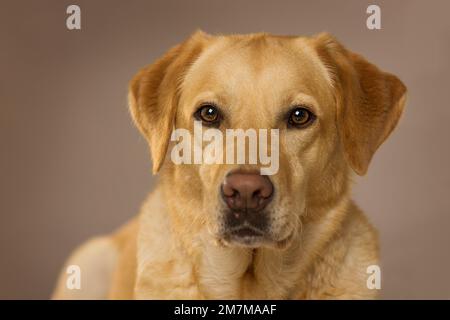 Labrador Retriever-Hund, der auf einer Decke liegt und in die Kamera schaut Stockfoto