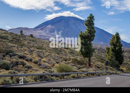 Blick von der Asphaltstraße mit zwei grünen Kiefern im Vordergrund, einer gelb-grünen Landschaft mit Sträuchern und blau-violett getöntem volc Stockfoto