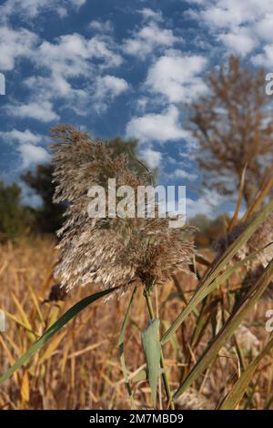 Nahaufnahme von Pampass Grass, das sich auf einem Feld im Hastings Lake Forest Presever in Lake Villa, Illinois, USA, ausbreitet Stockfoto