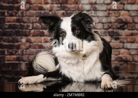 Junger Border Collie-Hund, der vor einer Wand liegt Stockfoto