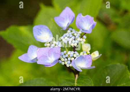Sommerblüten von Lacecap hydrangea, Hydrangea macrophylla „Zorro“ im britischen Garten August Stockfoto