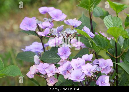 Sommerblüten von Lacecap hydrangea, Hydrangea macrophylla „Zorro“ im britischen Garten August Stockfoto