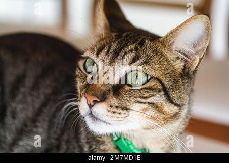 Hauskatze (Felis catus). Florianopolis, Santa Catarina, Brasilien. Stockfoto