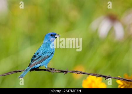 01536-02706 Indigo Bunting (Passerina cyanea) männlich auf Stacheldrahtzaun im Blumengarten, Marion Co., IL Stockfoto