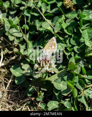 Unterseite der Flügel der weiblichen Common Blue Butterfly Cherry Fields 2022 Stockfoto