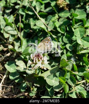 Unterseite der Flügel der weiblichen Common Blue Butterfly Cherry Fields 2022 Stockfoto