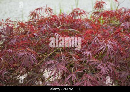 Sommerlaub von japanischem Ahorn Acer palmatum dissectum Garnet im britischen Garten August Stockfoto