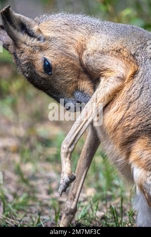 Patagonian mara (Dolichotis patagonum) im Zoo Atlanta in der Nähe der Innenstadt von Atlanta, Georgia. (USA) Stockfoto