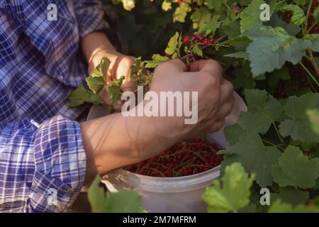 Der Bauer sammelt rote Johannisbeeren in einem Eimer. Die Hände eines Bauern auf dem Hintergrund eines grünen Busches. Gesundes Essen Stockfoto