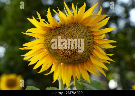 Hässlicher Sonnenblumenkopf. Gelbe Sonnenblume am Himmel. Unterentwickelter gelber Kopf einer Sonnenblume. Eine fehlerhafte Pflanze. Stockfoto