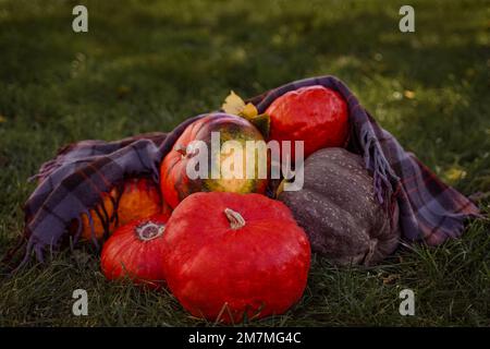 Orangefarbene und grüne Kürbisse auf dem Gras unter einer Decke Stockfoto