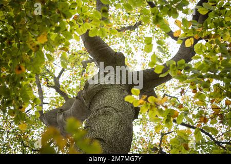 Laubbaum von unten in einem Wald Stockfoto