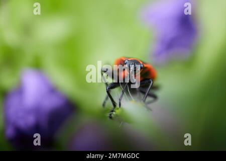 Ein Feuerwehrauto auf einem Blumenstamm Stockfoto