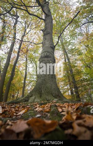 Weitwinkelaufnahme im Wald Stockfoto