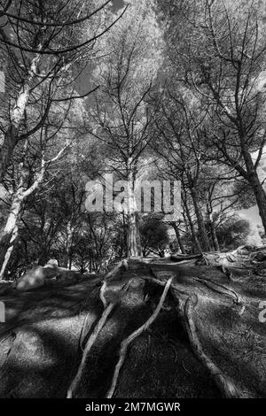 Landschaft im Wald mit den Wurzeln einer Kiefer, die aus dem Boden ragt Stockfoto