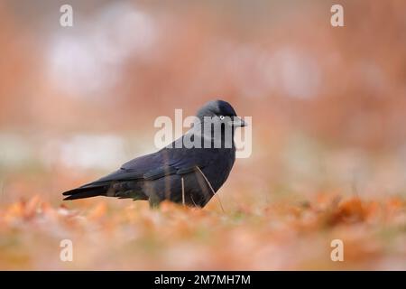 Die westliche Jackdaw (Coloeus monedula), auch bekannt als die eurasische Jackdaw, die europäische Jackdaw oder einfach die Jackdaw Stockfoto