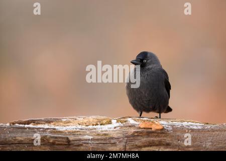Die westliche Jackdaw (Coloeus monedula), auch bekannt als die eurasische Jackdaw, die europäische Jackdaw oder einfach die Jackdaw Stockfoto
