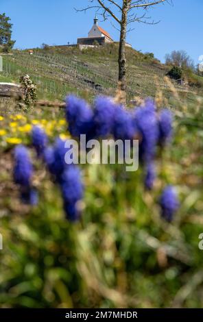 Europa, Deutschland, Süddeutschland, Baden-Württemberg, Region Schönbuch, Rottenburg am Neckar, Blick auf die Wurmlinger Kapelle auf dem Kapellenberg Stockfoto