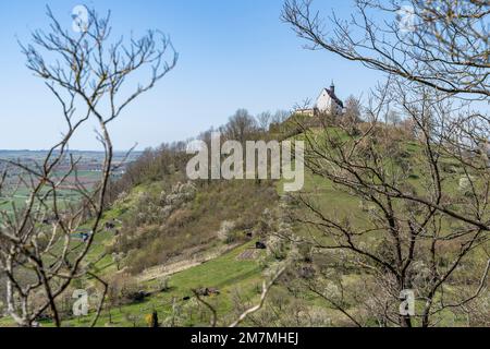 Europa, Deutschland, Süddeutschland, Baden-Württemberg, Region Schönbuch, Rottenburg am Neckar, Blick vom Waldrand bis zur Wurmlinger Kapelle Stockfoto