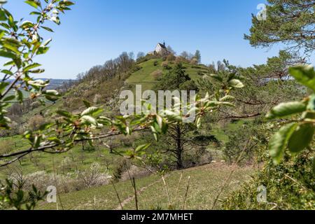 Europa, Deutschland, Süddeutschland, Baden-Württemberg, Region Schönbuch, Rottenburg am Neckar, Blick vom Waldrand bis zur Wurmlinger Kapelle Stockfoto