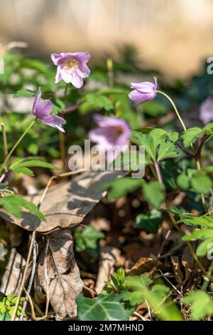 Europa, Deutschland, Süddeutschland, Baden-Württemberg, Region Schönbuch, Holzanemone im Wald Stockfoto