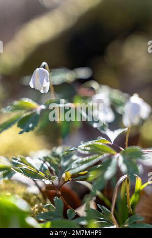 Europa, Deutschland, Süddeutschland, Baden-Württemberg, Region Schönbuch, Holzanemone im Wald Stockfoto