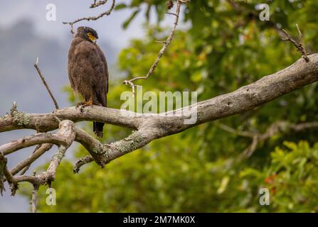 Schlangenadler auf einem Baum (Mudumalai-Nationalpark, Tamil Nadu, Indien) Stockfoto