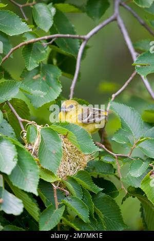 01618-010,15 Orchard Oriole (Icterus spurius), weiblich in Nest, Marion Co IL Stockfoto