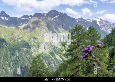 Europa, Österreich, Tirol, Alpen, Östliche Alpen, Ötztal Alps, Pitztal, Blick von Arzler Alm auf den Geigenkamm Stockfoto