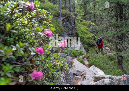 Europa, Österreich, Tirol, Alpen, Östliche Alpen, Ötztal Alps, Pitztal, Wanderer auf dem Almenweg zwischen Arzler Alm und Tiefentalm Stockfoto