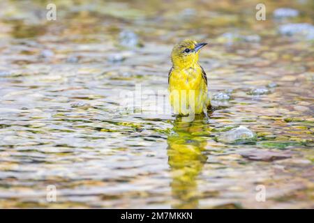 01618-01915 Orchard Oriole (Icterus spurius) female bathing Marion Co IL Stockfoto