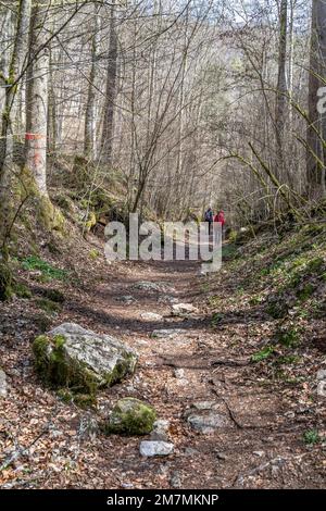 Europa, Deutschland, Süddeutschland, Baden-Württemberg, Donautal, Sigmaringen, Beuron, Wanderer auf einem Waldweg im Donautal Stockfoto