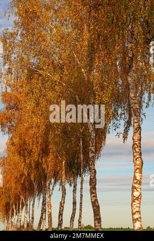 Birch Row, Sterley, Herzogtum von Lauenburg County Stockfoto