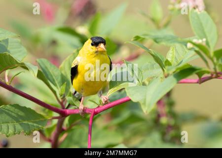 01640-16515 amerikanischer Goldfink (Spinus tristis) männlich auf Pokeberry Marion Co IL Stockfoto