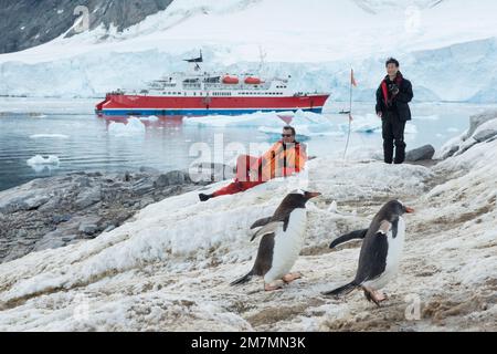 Touristen beobachten Gentoo Penguin Pygoscelis papua im Hafen von Neko in der Antarktis, wobei G Adventures die Expedition in der Bucht vor Anker legt Stockfoto